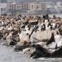 USA - Bon, ben oui, encore des otaries. C est vraiment impressionnant