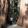 USA - Tout petit face a l immensité de ces arbres