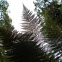 Nouvelle-Zélande - Rain forest