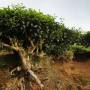 Inde - 
