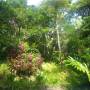 Australie - "Jungle"
