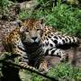 Uruguay - Un jaguar 