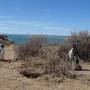 Argentine - Puerto Madryn - Pingouins 1