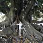 Argentine - Dans la série des grands arbres