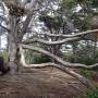 Argentine - Parc national "Tierra del Fuego" 7