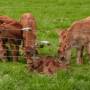 Nouvelle-Zélande - Edendale-cows farm