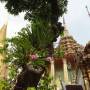 Thaïlande - 