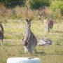 Australie - 