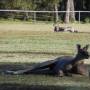 Australie - 