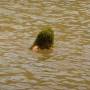 Australie - 