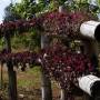 Laos - 