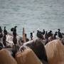 Nouvelle-Zélande - Zozios encore non identifiés  Cormorans ?