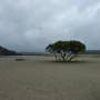 Australie - Arbre esseulé