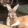 Australie - Toranga zoo