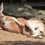 Australie - Toranga zoo