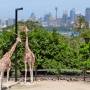 Australie - Toranga zoo