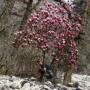 Népal - saison des rhododendrons en fleurs